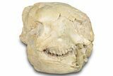Fossil Oreodont (Merycoidodon) Skull - South Dakota #285130-9